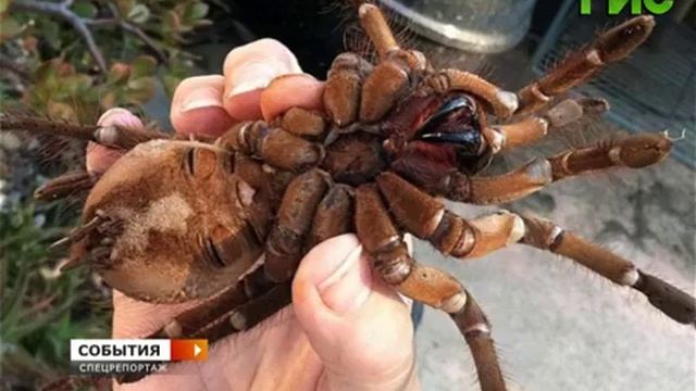 Спецреп. Экзотические животные смотреть онлайн