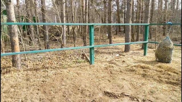 Наш опыт приучения лошадей к туалету/ Дивные Кони смотреть онлайн