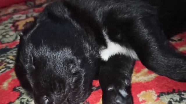 ... Архив...!!! Сон маленького Банхара...!!! Видео Сергея Чернова. 5 января 2021 год. смотреть онлайн