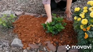 ТУНГА - отличный материал для мульчирования ГОРТЕНЗИИ, советы от Евгении