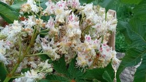 Цветы каштана (символизм и народные знания)