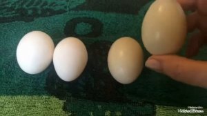В чём отличия утиных яиц от куриных. Наша утиная история.