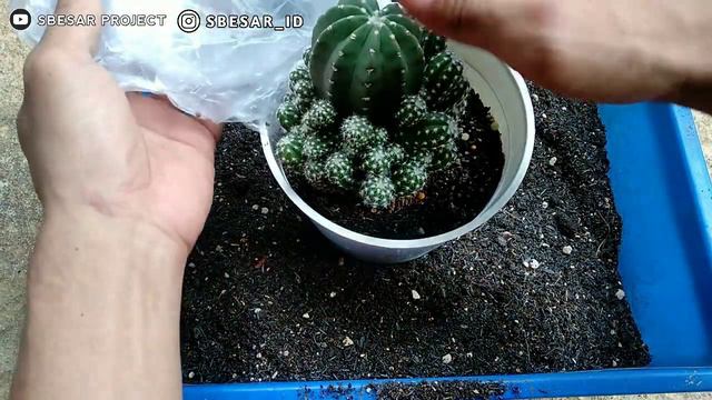 GANTI SEPATU KAKTUS MAMA ANAK BANYAK смотреть онлайн
