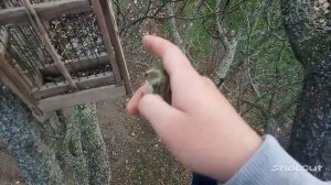 Ловля певчих птиц,удачный виход по ловле птиц на западок.