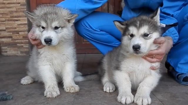 Аляскинский Маламут. Щенки 2 месяца.Alaskan Malamute . Puppies 2 month. Odessa. смотреть онлайн