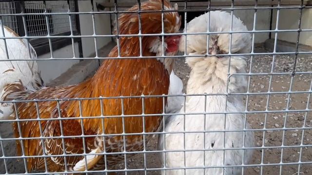 Куры падуан paduan chicken смотреть онлайн
