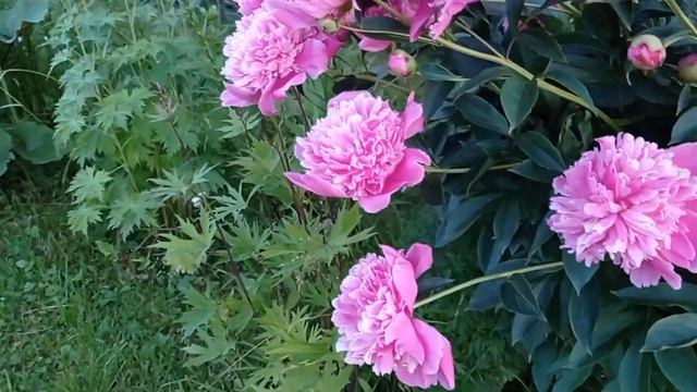цветение и сорта пионов смотреть онлайн
