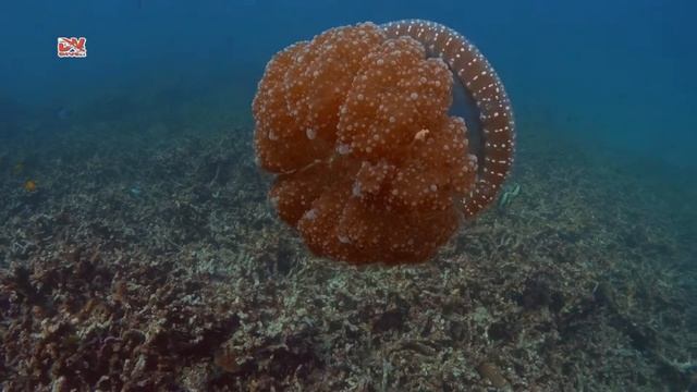 Дайвинг на Пхукете с дайв-клубом DVdiver (Не только рыбы...) смотреть онлайн