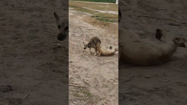 Dog Hard Mating Poor Female Dog Rape|Devil Dog|pussy Crack|#Hardmating#dog#world#vedio#famous