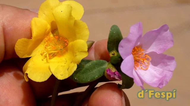 Verdolaga- (Portulaca oleracea)- (214k30f) смотреть онлайн