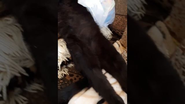 Сон грядущий черного кота