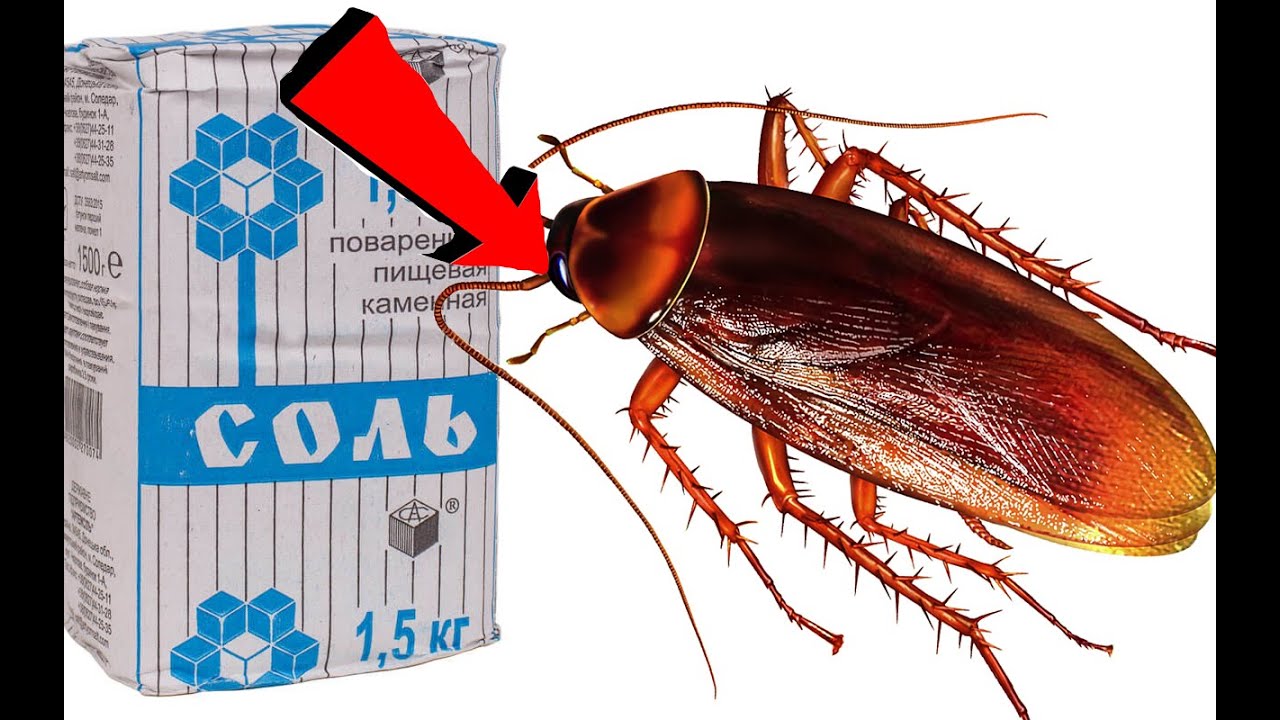 Как избавиться от тараканов ЗА 1 минуту!.mp4 смотреть онлайн