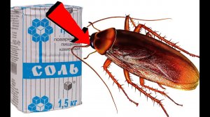 Как избавиться от тараканов ЗА 1 минуту!.mp4