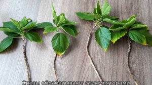 Как сажать китайскую розу