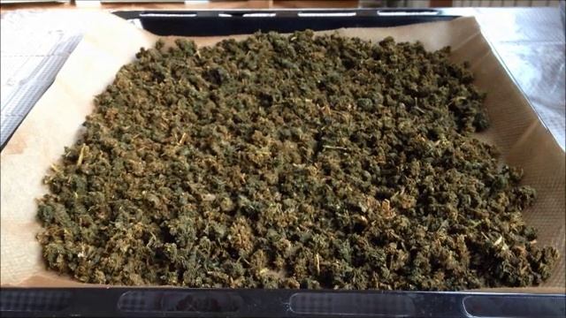 Деревья целители-ферментированный чай из листьев Каштана смотреть онлайн