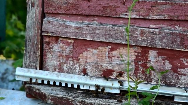 Домашние животные и птицы смотреть онлайн