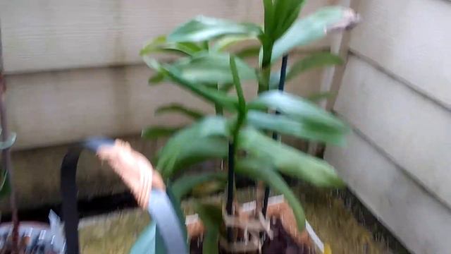 Orquídeas paciencia y abono apropiado ║Orquídeas en el mundo смотреть онлайн
