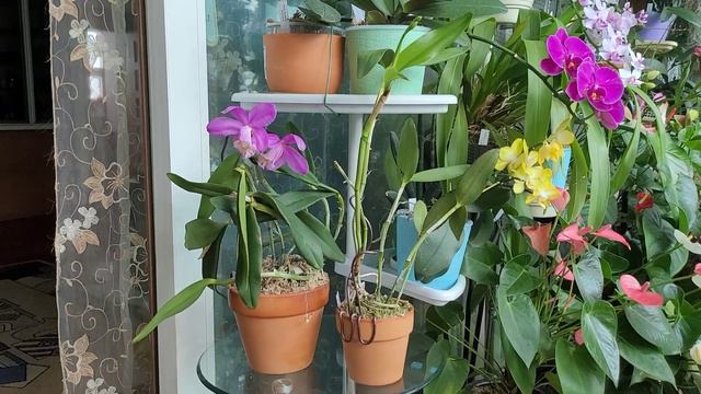 Кто есть Кто? Cattleya Loddigesii и Cattleya Harrisoniana.