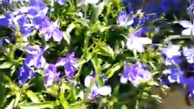 Trailing Lobelia смотреть онлайн
