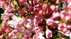 ДУРМАНОМ СЛАДКИМ ВЕЯЛО , когда цвели сады....?красивая музыка для души релакс