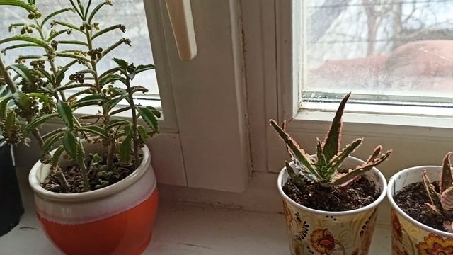 Комнатные цветы. Сомбреро для кактуса)