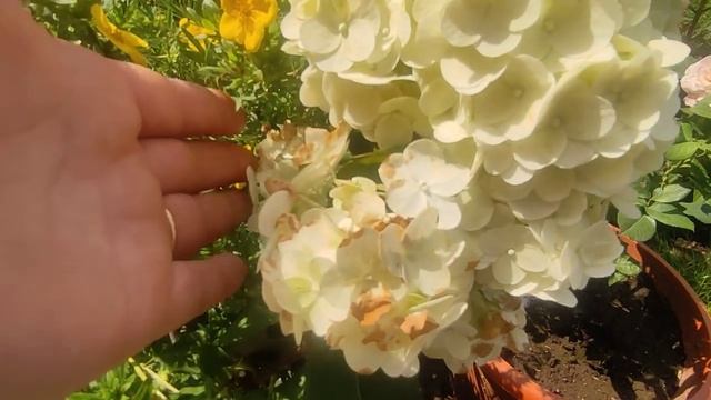 ОБЗОР МЕТЕЛЬЧАТЫХ ГОРТЕНЗИЙ НА 25 ИЮЛЯ ?СКАЙФОЛЛ , ГРАФФИТИ, САМАРСКАЯ ЛИДИЯ,САНДЕЙ ФРАЙЗ,ДИАМАНТИН смотреть онлайн