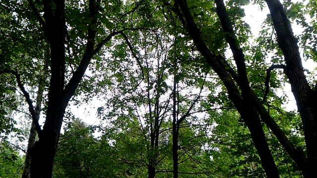 Пение птиц в московском дендропарке (июнь, Москва, Россия) смотреть онлайн