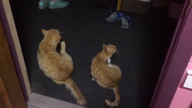 Как рано встаёт охрана!😂👍 смотреть онлайн