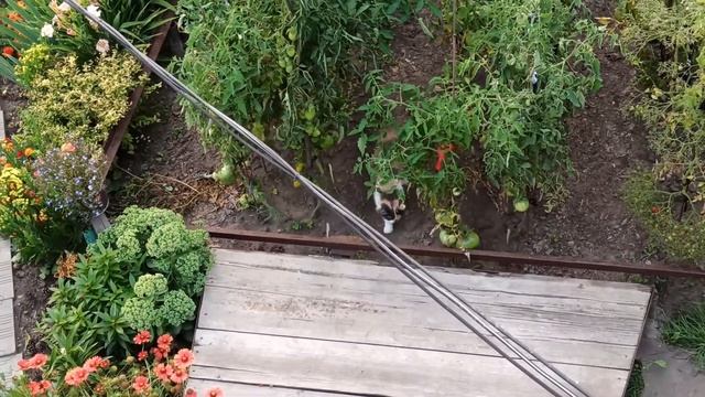 Жизнь Дачная #97. Чесноки, луки, помидоры))) смотреть онлайн