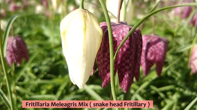 Snake head Fritillary | (Fritillaria Meleagris Mix) | Spring | England смотреть онлайн