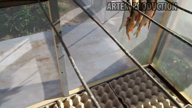 все показывают и я покажу ЯЩИК ДЛЯ СУШКИ РЫБЫ . смотреть онлайн