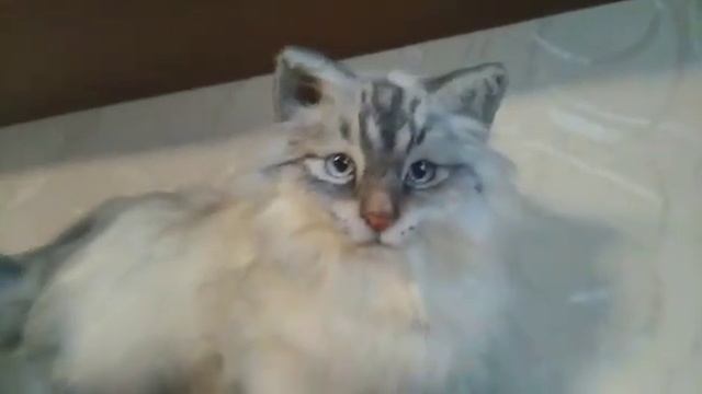 Невская маскарадная кошка. Реалистичные игрушки от Эмилии смотреть онлайн