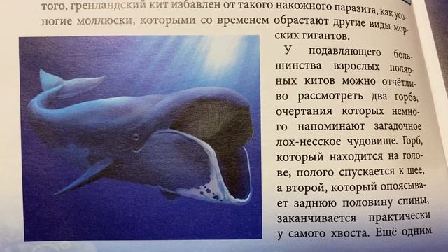 Хочу Все знать : Гренландский кит/20.04.21 смотреть онлайн