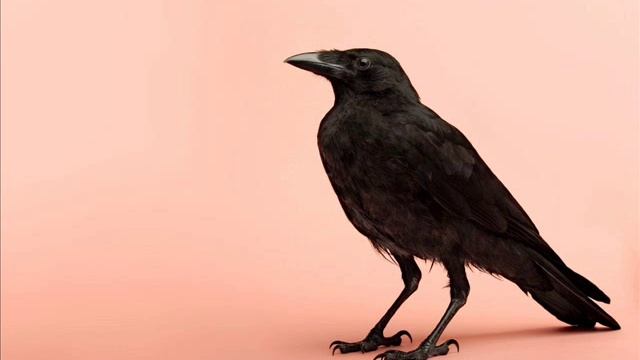 Pih - Czarny Kruk (Beju Remix) смотреть онлайн