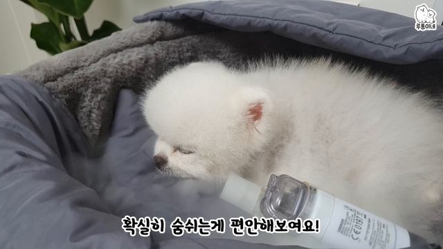 퐁키가 아파요ㅠㅠ смотреть онлайн