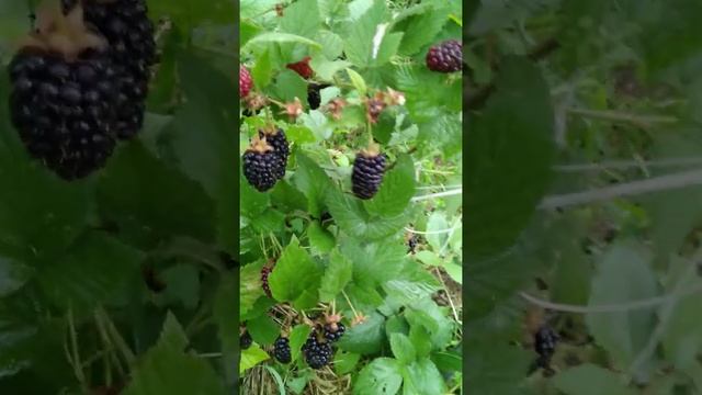 Как определить спелую ягоду у ежевики. смотреть онлайн