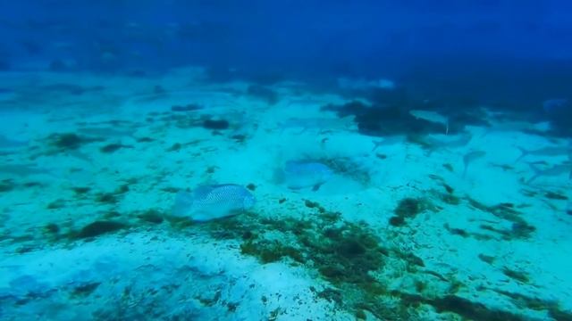 КАК ПОЯВИЛИСЬ ЛЮДИ НА ЗЕМЛЕ смотреть онлайн