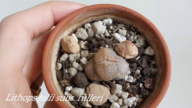 Lithops julii subs. fulleri смотреть онлайн