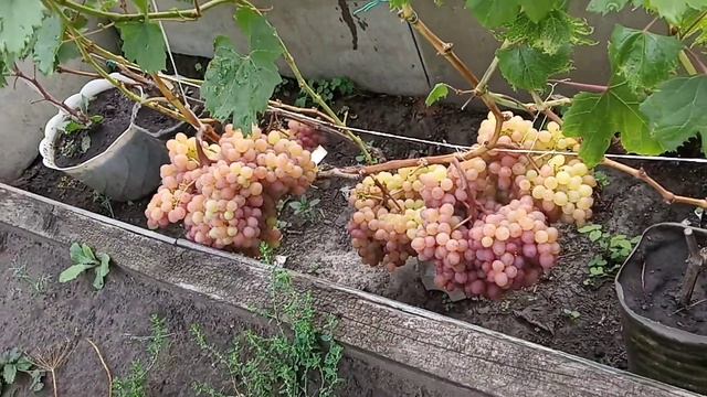Виноград в Омске. Сезон 2020. Зреет урожай. смотреть онлайн