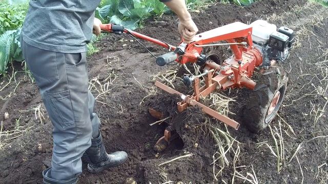УБОРКА КАРТОФЕЛЯ мотоблоком МТЗ БЕЛАРУС смотреть онлайн