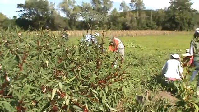 Cosecha de Flor de Jamaica, Ing. Agr. Mario Pérez Ascencio смотреть онлайн