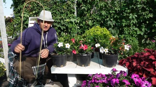 Знакомство с Дипладенией. Дипладения (Мандевилла). смотреть онлайн