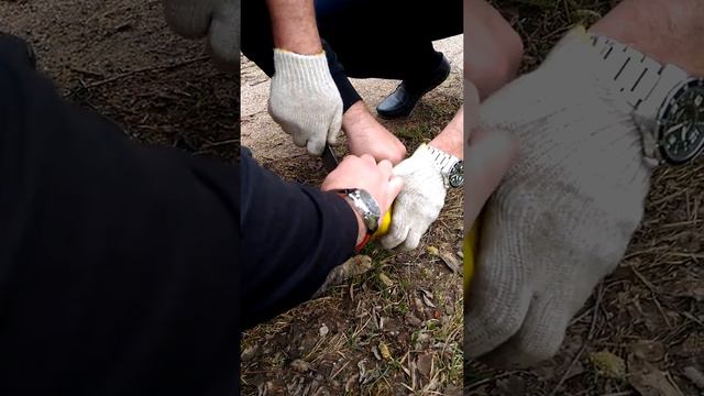 Спасение кота!