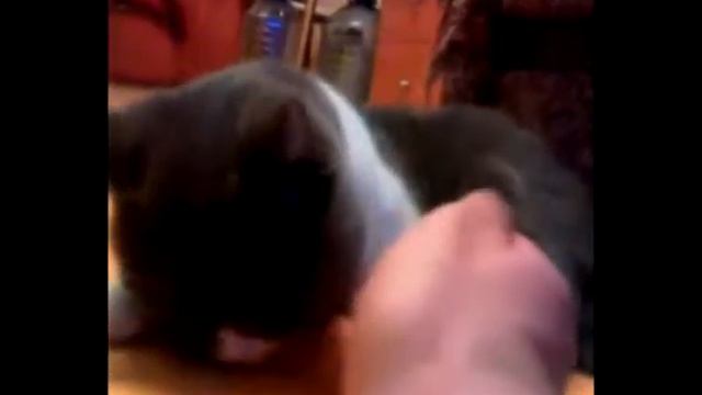 Приступ нежности у кота. смотреть онлайн