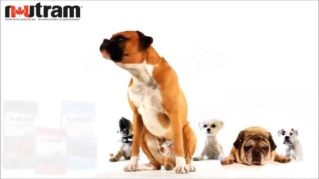 NUTRAM - корма класса супер-премиум для собак и кошек зоомагазин спб смотреть онлайн