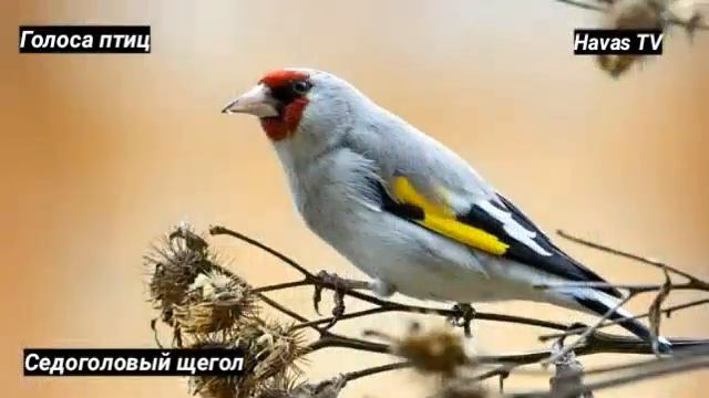 ГОЛОСА ПТИЦ. СЕДОГОЛОВЫЙ ЩЕГОЛ. 27.11.2022 смотреть онлайн