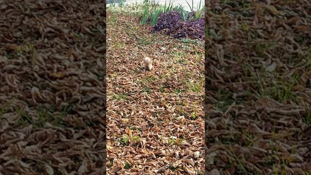 Белка в Донецком парке Щербакова. Донецк. Донбасс. Дикая природа Донбасса. ДНР. Donetsk. Squirrel. смотреть онлайн