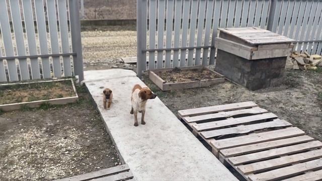 #КП Серенада Сделал отвод для воды в поле/ Новая розетка смотреть онлайн