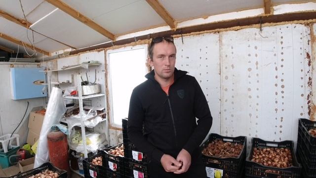 Посадка тюльпанов по 9°С технологии. Охлаждение в земле смотреть онлайн