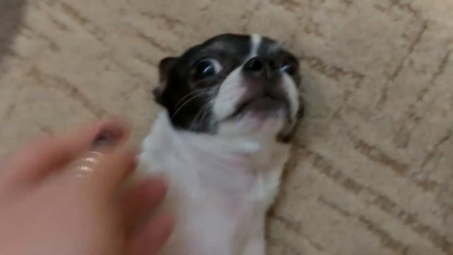 VLOG Пробуем КАМБУЧУ из ВкусВилла Покупки продуктов Наши Будни смотреть онлайн